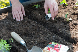Woman sows radishes in the raised bed