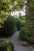 Große Buchsbaumkugeln am Gartenweg entlang