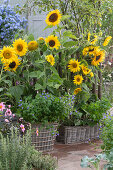 Körbe mit Sonnenblumen, Amethyst-Veilchenbusch 'Blue Lady' und Dahlie
