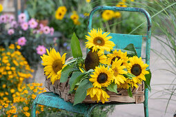 Sunflowers cut in a basket tray