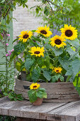 Pots with sunflowers in a strainer on the patio table