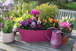 Pansies, horned violets, cyclamen, spurge 'Ascot Rainbow' and purplebells in pots and tin tub