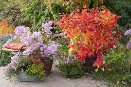 Indian summer: feather bush and autumn aster in baskets, zinc tub with abelia, purple bellflower and spurge on the border