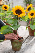 Blüten von Sonnenblume in wassergefüllter Flasche, Tontopf mit Erde dient als Halterung, Frau drückt Erde fest