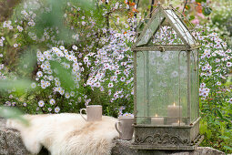 Seat on stone wall at the bed with autumn asters, seat fur, lantern with candles