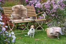 Gartenbank mit Sitzfell am Herbstbeet mit Astern und Bergenien, Hund Zula und Korb mit Decke