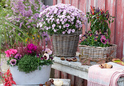 Baskets and tin tub with autumn chrysanthemum, chilli 'Masquerade', budding heather, cyclamen, pansies, horned violet and wall pepper