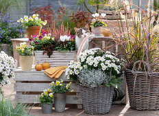 Baskets and pots with cushion aster 'Girasol', feather bristle grass 'Fireworks', horn violets, cyclamen, budding heather, stonecrop 'Chocolate Ball', tripmadam and barbed wire plant, cat sitting in the middle of them