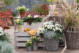 Körbe und Töpfe mit Kissenaster 'Girasol', Federborstengras 'Fireworks', Hornveilchen, Alpenveilchen, Knospenheide, Fetthenne 'Chocolate Ball', Tripmadam, Stacheldrahtpflanze und Gartenazalee mit rotem Herbstlaub auf Herbstterrasse