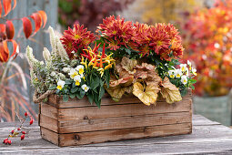 Herbstchrysantheme, Hornveilchen, Purpurglöckchen, essbare Zierpaprika 'Medusa' syn. 'Naschzipfel' und Chinesische Narrenkappe im Holzkasten