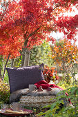 Cushion in front of bright red fan maple as a seat in the garden