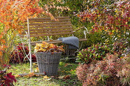 Bench as a seat in the autumn garden, fan maple, peony, skimmia and spurge 'Ascot Rainbow', basket with autumn leaves