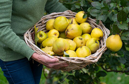 Woman with freshly picked quinces 'Konstantinopler' in basket