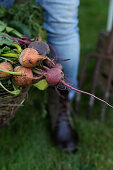 Freshly harvested beetroots