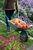 Woman pulling harvested pumpkins in wheelbarrow: Hokkaido pumpkins, acorn squash, snake squash and Sweet Dumpling edible pumpkin