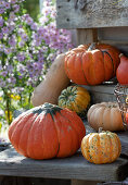 A variety of pumpkins on the terrace