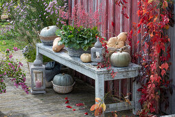 Edible pumpkins with lantern and flowering purple bellflower on wooden bench