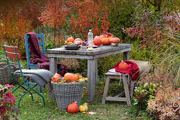 Kürbis-Tischdeko mit Kürbissen, kleiner Strauß aus Pfaffenhütchen-Fruchtständen und Hornveilchen, Korb mit Kürbissen und Herbstlaub, Stühle und Bank mit Decken