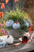 Unusual decoration idea: white sprayed pumpkins decorate a planted bowl with Japanese sedge, tripmadam and cone sedum