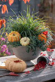 Planted bowl with Japanese sedge, tripmadam and cone sedum decorated with small edible pumpkins