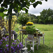 Seating area decorated with asters, chrysanthemums and pumpkins in garden
