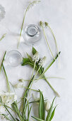 White early-flowering bulb flowers on a white background