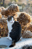 Schneeballhortensien - Hydrangea arborescens 'Annabelle' und Katze