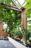 Fig tree in winter garden in an old barn