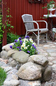 Pansies in stone planter, old chair in the background