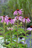 Coneflower 'Rubinstern' (Echinacea purpurea)