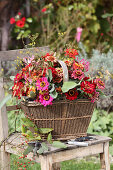 Bouquet of zinnias with spider flowers and grasses, wild fennel, sage and rose hips in a basket