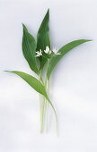 Sprig of flowering wild garlic