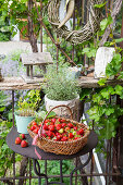 A basket of freshly picked strawberries on a garden table