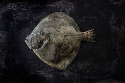 Turbot on black background