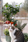 Blood orange (Citrus meyeri, citrus sinensis) 'Arcobal', plant in pot, in front of cat
