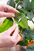 Blood orange, (Citrus meyeri, citrus sinensis) 'Arcobal', mealybugs on leaves