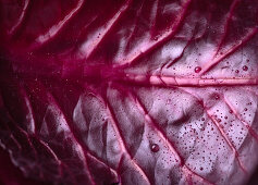 Red cabbage leaf (Close Up)