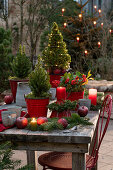 Christmas decoration with skimmia (Skimmia), sugar loaf spruce 'Conica' (Picea glauca), candles and apples