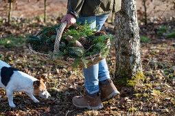 Person carrying basket with spruce branches (Picea) and cones, next to dog