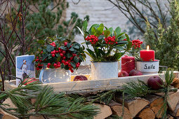 Christmas decoration with skimmia (Skimmia) and American wintergreen berries (Gaultheria procumbens)