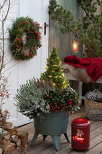 Weihnachtsdekoration mit Knospenheide (Calluna), Scheinbeeren (Gaultheria procumbens) und Zuckerhutfichte 'Conica' (Picea glauca) auf der Terrasse