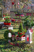 Weihnachtlich dekorierter Sitzplatz mit Laterne, Zuckerhutfichte (Picea glauca), Dekopilzen, Kranz und Skimmie (Skimmia)  im Garten