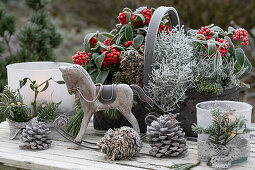 Weihnachtsdekoration mit Skimmie (Skimmia), Stacheldrahtpflanze (Calocephalus Brownii), Windlicht, kleinem Schaukelpferd und Zapfen