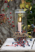 Lantern with rose hips and sloes (Prunus spinosa)