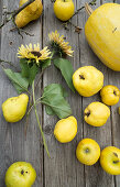 Sunflowers among quinces, pears and a pumpkin on a wooden table
