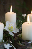 Kerzen mit Christrosen und duftendem Winterjasmin (Jasminum polyanthum)