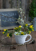 Winter Aconite in an old cup, with larch cones in front of a slate board