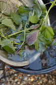 Nettles, being rinsed with water