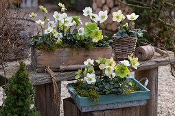 Christmas roses in flower pots, (Helleborus Niger), white spruce as a garden decoration