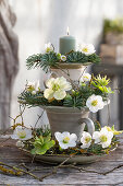 Winter decoration made of cups, candle, fir branches, and Christmas roses (Helleborus Niger)